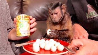 Monkey Eats Quail Eggs For The First Time Ever!!!