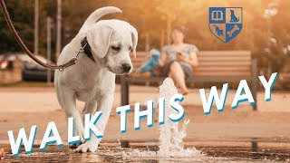 Using Walks to Improve Dog Behavior and End Pulling on Leash!