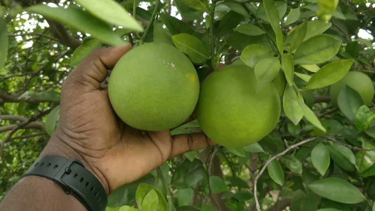 Musambi fruits cutting stage - YouTube