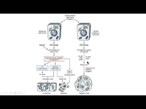 Video: Verschil Tussen Apoptose En Pyroptose