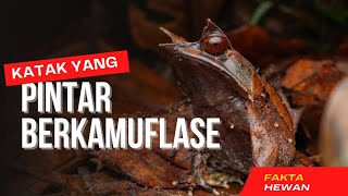 Fakta Unik katak tanduk hidung panjang  amfibi yang mirip dengan daun