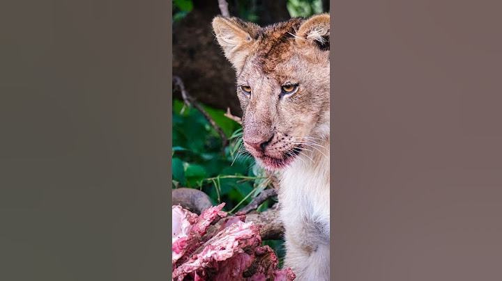Unveiling Lion Secrets in Ngorongoro!