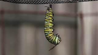 Monarch Caterpillar Changes To A Chrysalis