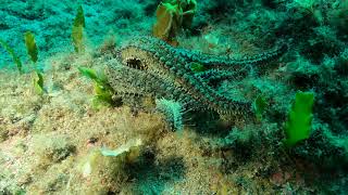 Marthasterias glacialis