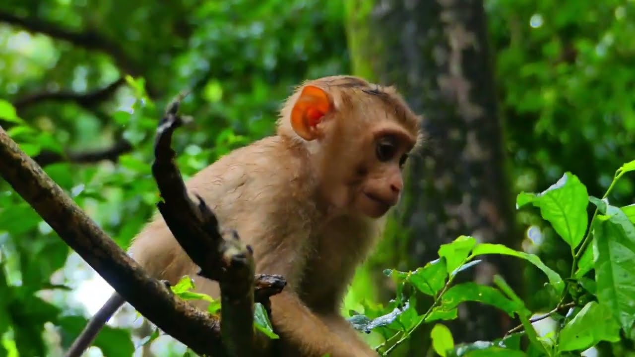 Feeding food for smart little monkey Leo he is very lovely