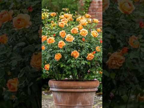 Video: Plant rose in die grond in die lente. Plant klimrose in die grond