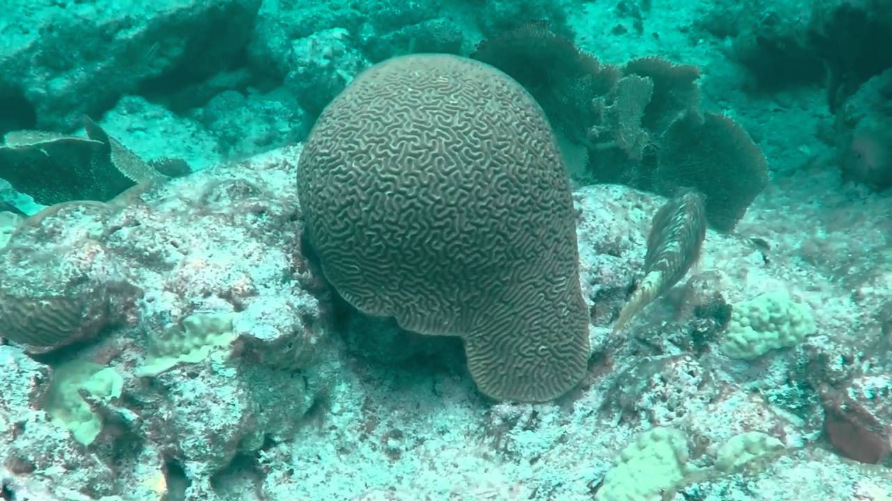 Snorkeling Turks and Caicos, West Caicos Island reef 2016 - YouTube