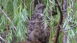 Great Horned Owl Perched On A Willow Tree
