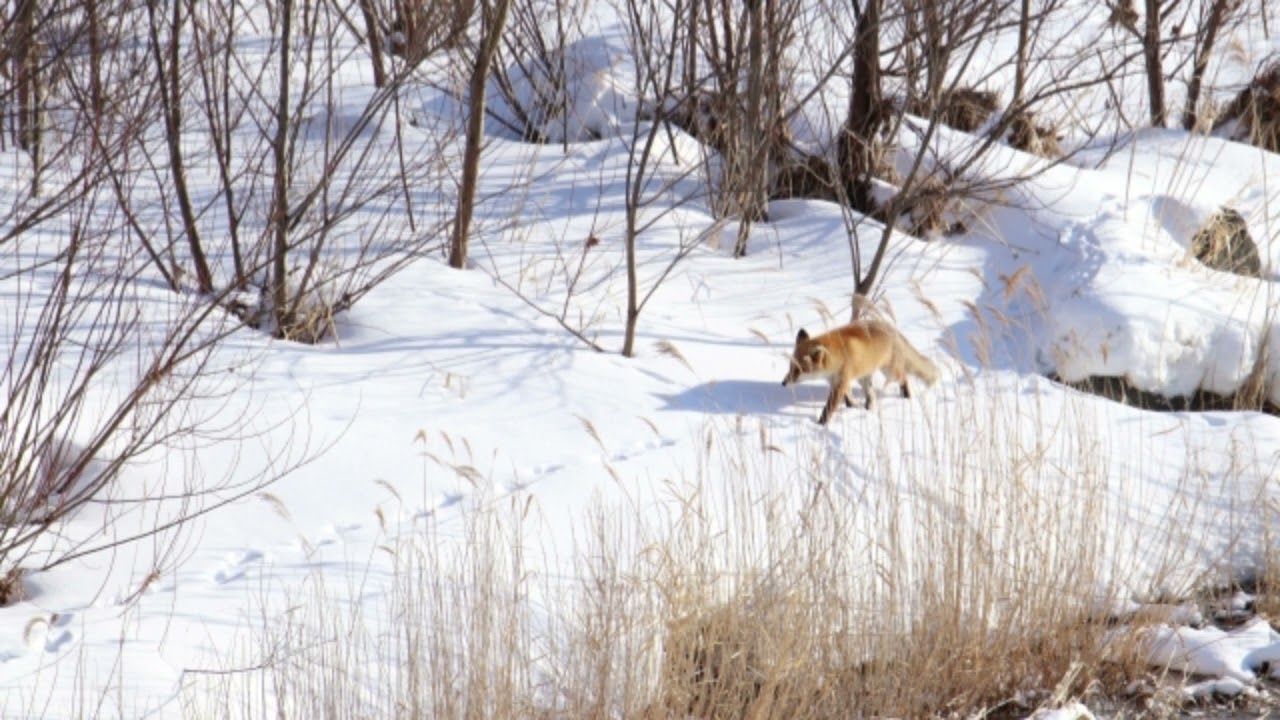 ラフマニノフ：12の歌 Op. 21 - 第7曲 ここはすばらしい場所（2台