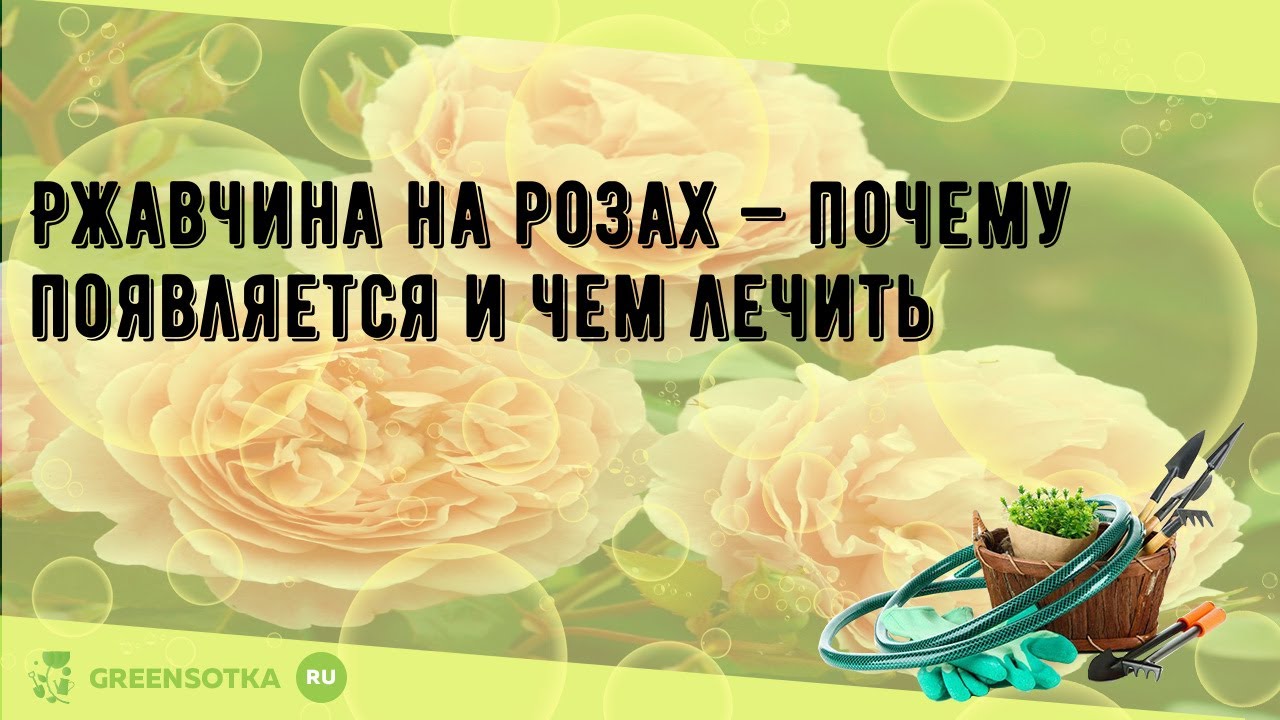 Ржавчина на розах — почему появляется и чем лечить - YouTube