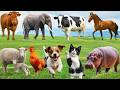 Guess The Animal Sound 🐶🐵 | Hard Challenge 😱 #shorts