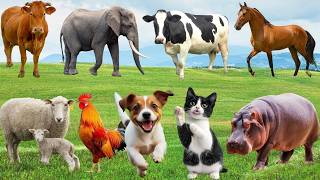 Guess The Animal Sound 🐶🐵 | Hard Challenge 😱 #shorts