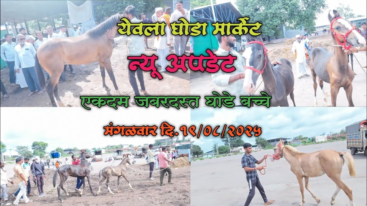 येवला घोडा मार्केट न्यू अपडेट जबरदस्त घोडा बच्चे मंगळवार दि.19/08/2025