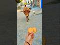 Unlikely friends: a Calf and a Golden Retriever Share Biscuits! 🐶🐮 #shorts #youtubeshorts #calf #dog