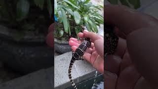 Wow, what is this #viralvideo #reptile #reptiles #monitor lizard #reptiles