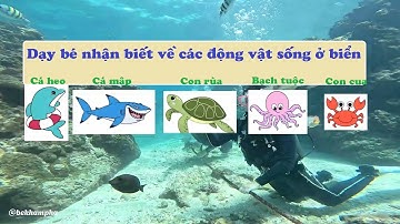 Dạy bé nhận biết các động vật sống dưới biển |Cá heo, cá mập, rùa, bạch tuộc, cua