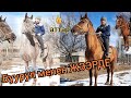 АТТЫ АЛГАН КҮЙБӨЙТ 🐎 БААСЫ БАП чабылган ТАЗА АТТАР НООКАТТА САТЫЛАТ 👍