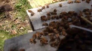 Dutch drone brood trapping method variant trial for mite and swarm control