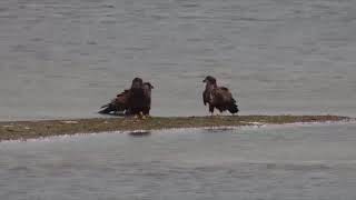 Mississippi River Flyway Cam~Juvies and Bald Eagles-Bluff View-Panning_10.1.18