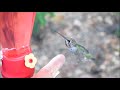 How to tame wild hummingbirds