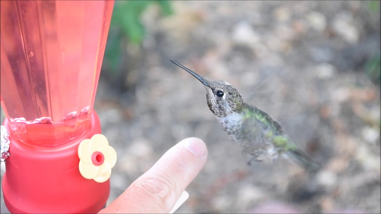 How Do You Get A Hummingbird To Trust You?