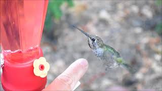 How to tame wild hummingbirds