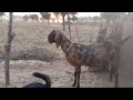 Sirohi goat सिरोही नस्ल की टॉप क्वालिटी बकरी churu wala fouji goat farm #animals #fauji #tranding