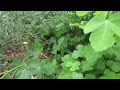 My Hobby Pays Me.  Growing Money in My Backyard!