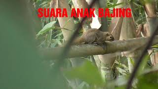 Suara anak bajing memanggil