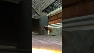 Spying On Lola But The Farts Give Me Away.
