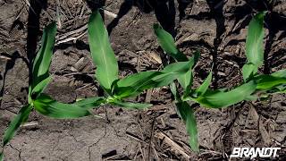 BRANDT Agronomy Update: Foliar Herbicides and Nutrition