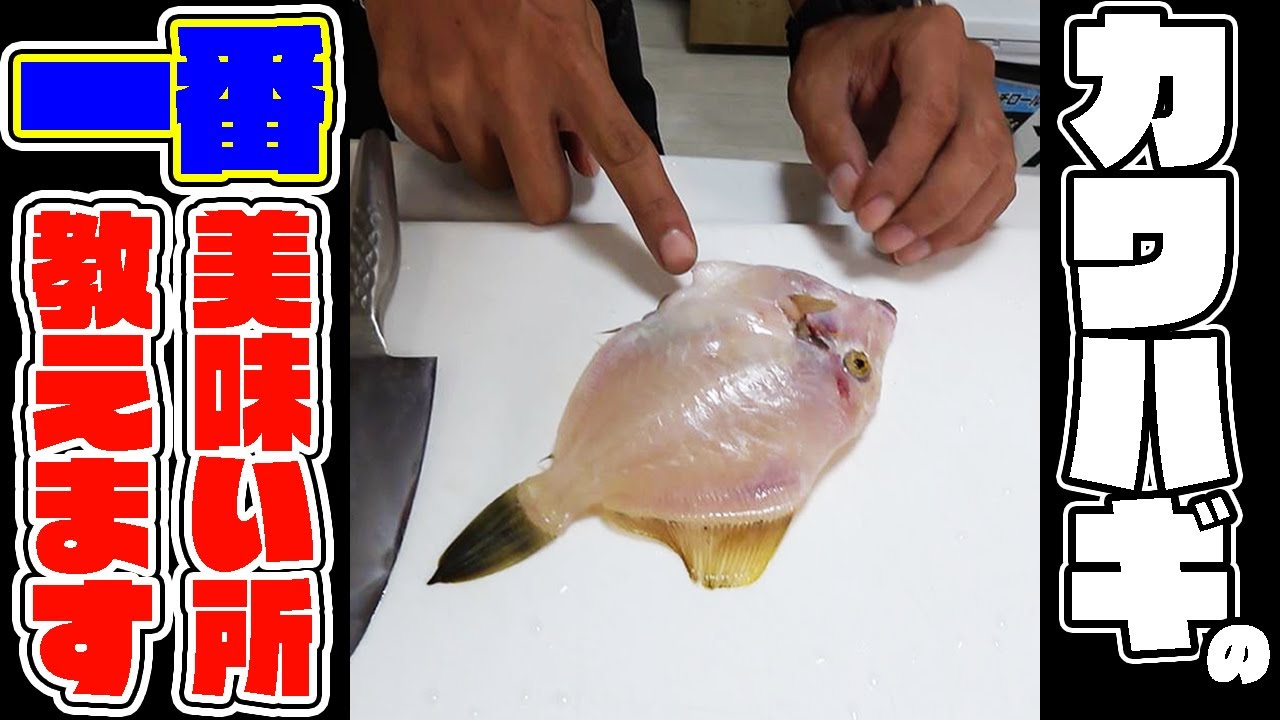 This is the best place to eat the filefish you catch! - YouTube