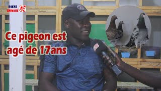 Colombophilie: Découvrez l'un des pigeons les plus âgés au Sénégal (entretien avec Sélé)