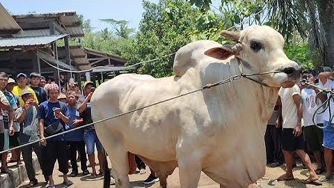 Full Penimbangan Kelas Extreme Kontes Sapi PO Kebumen|Ini Dia Juaranya