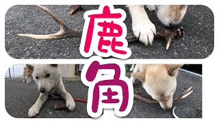 北海道犬に鹿の角を与えて見ました！概要欄もご覧ください