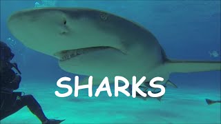 Diving Tiger Beach - Grand Bahama (part 2)