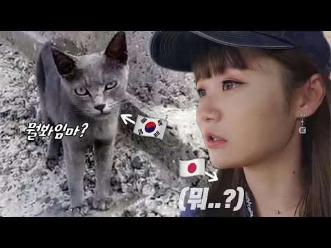 이게 <strong>한국의</strong> <strong>고양이</strong> 섬...? [일본인 유이뿅]
