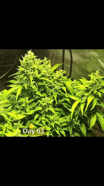 Timelapse Short of 147g Northern Lights autoflower