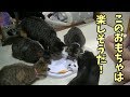 最初からビビらず遊んでくれるおもちゃ発見！【猫の電動おもちゃレビュー第二弾】Cat playing with toys