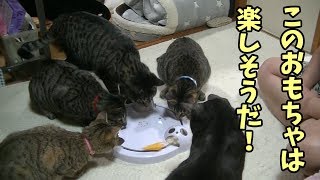 最初からビビらず遊んでくれるおもちゃ発見！【猫の電動おもちゃレビュー第二弾】Cat playing with toys