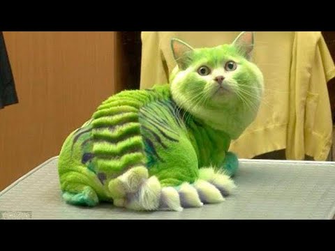 اغلى واندر 8 قطط فى العالم لن تصدق كم يبلغ ثمنها