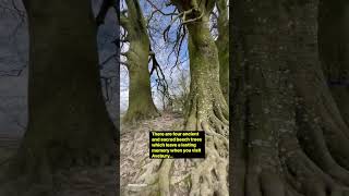 Have you seen the sacred beech trees at Avebury which inspired JRR Tolkien? 🌳✨