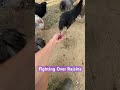 Chickens Fighting over Raisins #chickensnacks