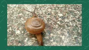 Patterns in Nature (GE 4- AC)