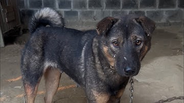 Em cái gần hai tuổi săn sóc 🐿️ chuột 🐀 dúi và các loại thú nhỏ ! Zalo 0385246444