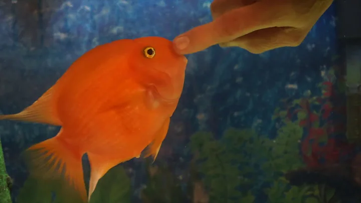 My Fish Loves Me! He would rather play than eat! - DayDayNews