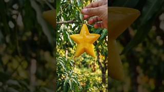 I Grew a Star Shape Mango 🥭⭐