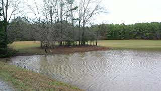 Wild Turkeys and Overflowing Lake in Alabama