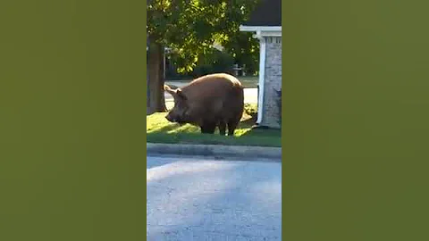 Massive Hog Wandering Alabama Neighborhood