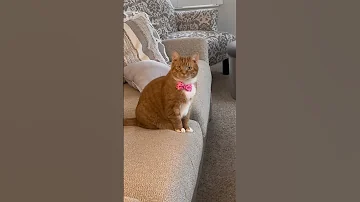 When Your Cat Silently Judges You Cat 